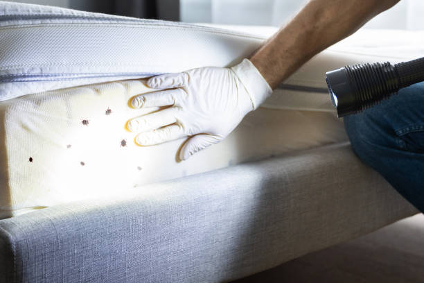 Best Pest Prevention Services  in The Pinery, CO