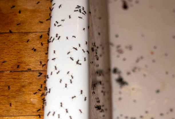 Best Ant Control Services  in The Pinery, CO